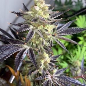 Devine Banana Weed Strain
