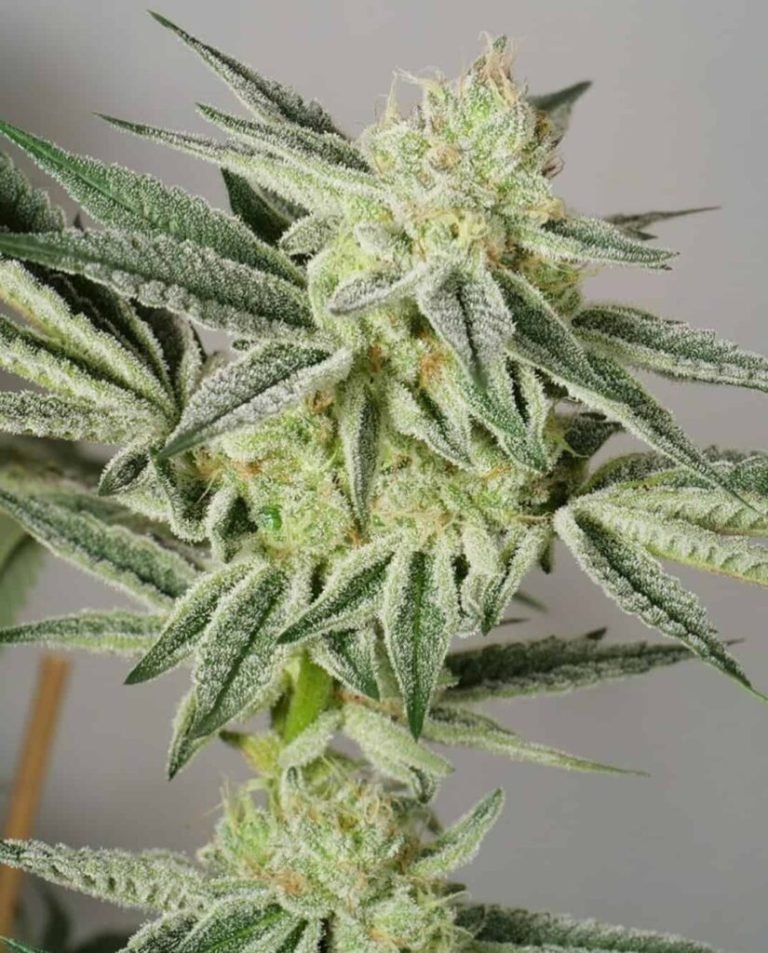 9f8225_3a40471c572a4d1f9384d4cca14a99d6mv2-825x1024-1-768x953 BANANA RUNTZ - Image 3