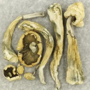 Atlantic Treasure Coast mushroom