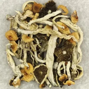 Cuban Cubensis Mushroom