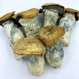 Godzilla Penis  Envy Magic Mushroom