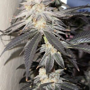 Cheetah Piss Weed Strain