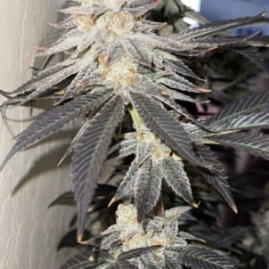 Cheetah Piss Weed Strain