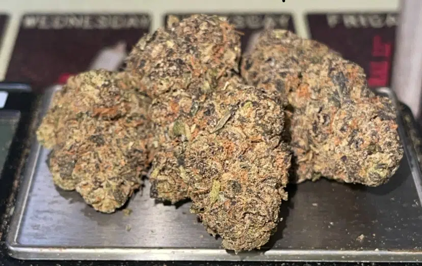 IMG_7270.jpeg PURPLE LEMON PUNCH - Image 4