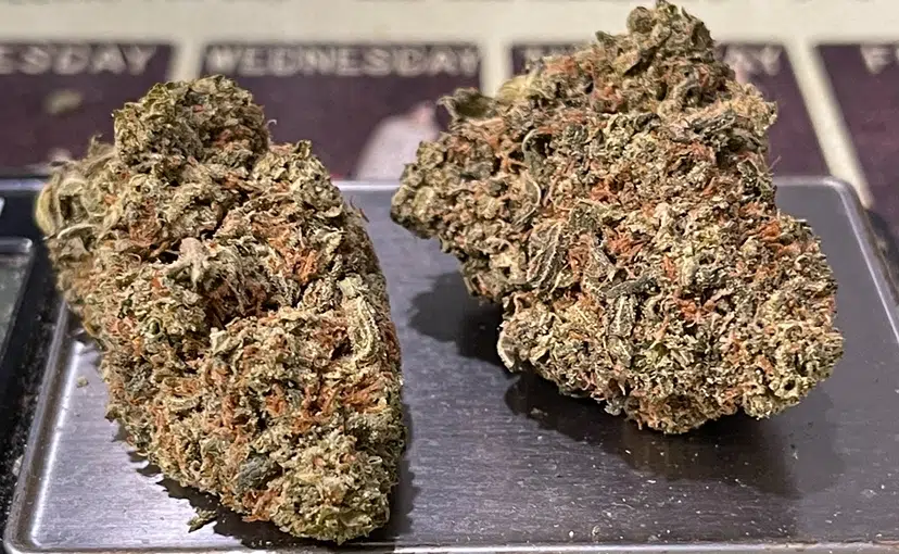 IMG_7391.jpeg RED POP RUNTZ - Image 5