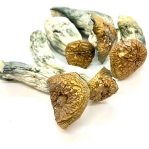  Makilla Gorilla Magic Mushrooms