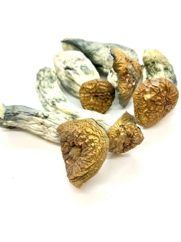 Makilla Gorilla Magic Mushrooms