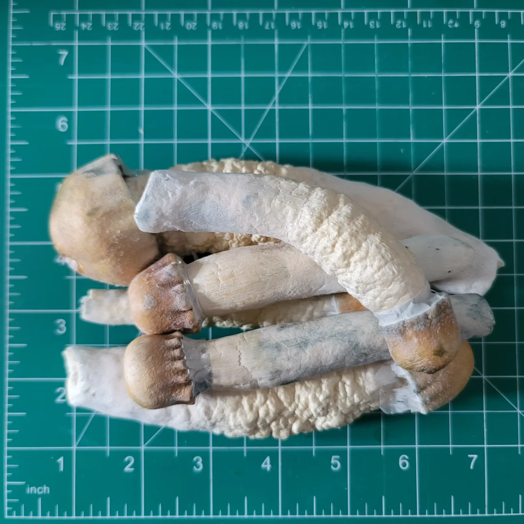 Penis_Envy_Freezedried_Mushrooms Penis Envy Mushrooms - Image 2