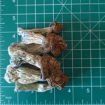 Penis Envy Mushrooms Penis Envy Magic Mushroom 768x768 1 150x150