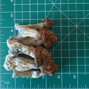 Penis Envy Mushrooms