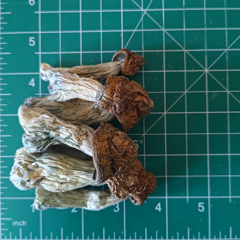 Penis_envy_magic_mushroom-768x768 Penis Envy Mushrooms