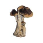 South American Magic Mushrooms South American Magic Mushrooms 150x150
