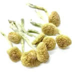 Wollygong 600x800.jpg 150x150