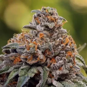 Gelato #41 aka G41, G #41, Gelato 41