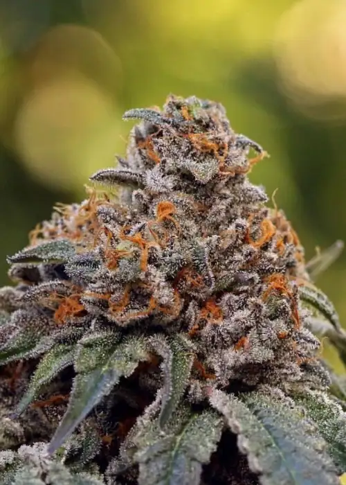 gelato-41_700 Gelato #41 aka G41, G #41, Gelato 41