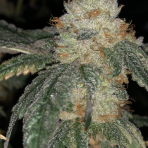 Ice Cream Cake Weed Strain