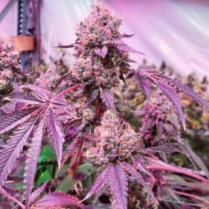 Wedding Cake Weed Strain