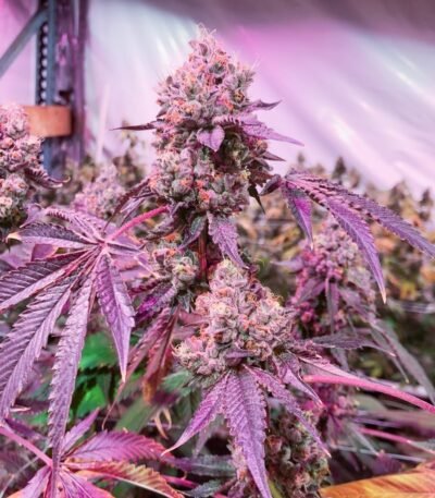 Wedding Cake 1024x1024 1 400x457 1