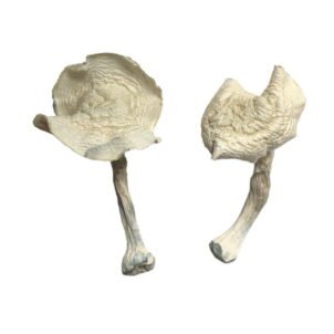 albino-louisiana-magic mushrooms