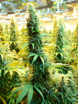 “Why Your High Feels Different Every Time (It’s Not THC)” Cannabis Plants Cannabis Product CanniMed Prairie Plant