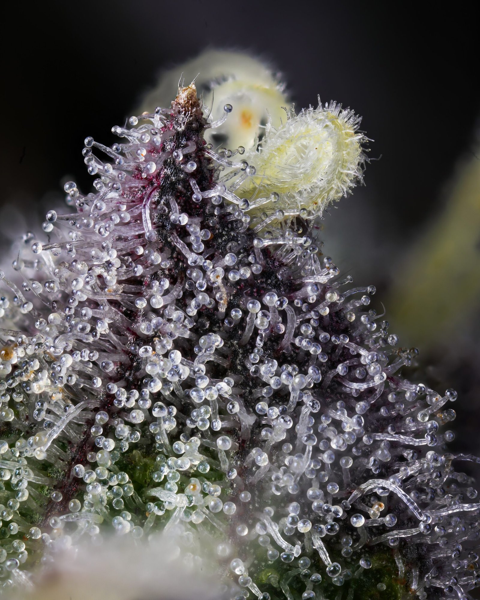 “Why Your High Feels Different Every Time (It’s Not THC)” Trichomes 4jpeg Scaled